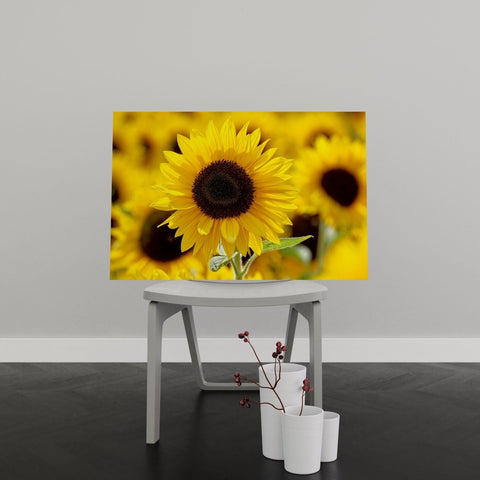 Tablou Canvas Sunflower Field - clevny.ro